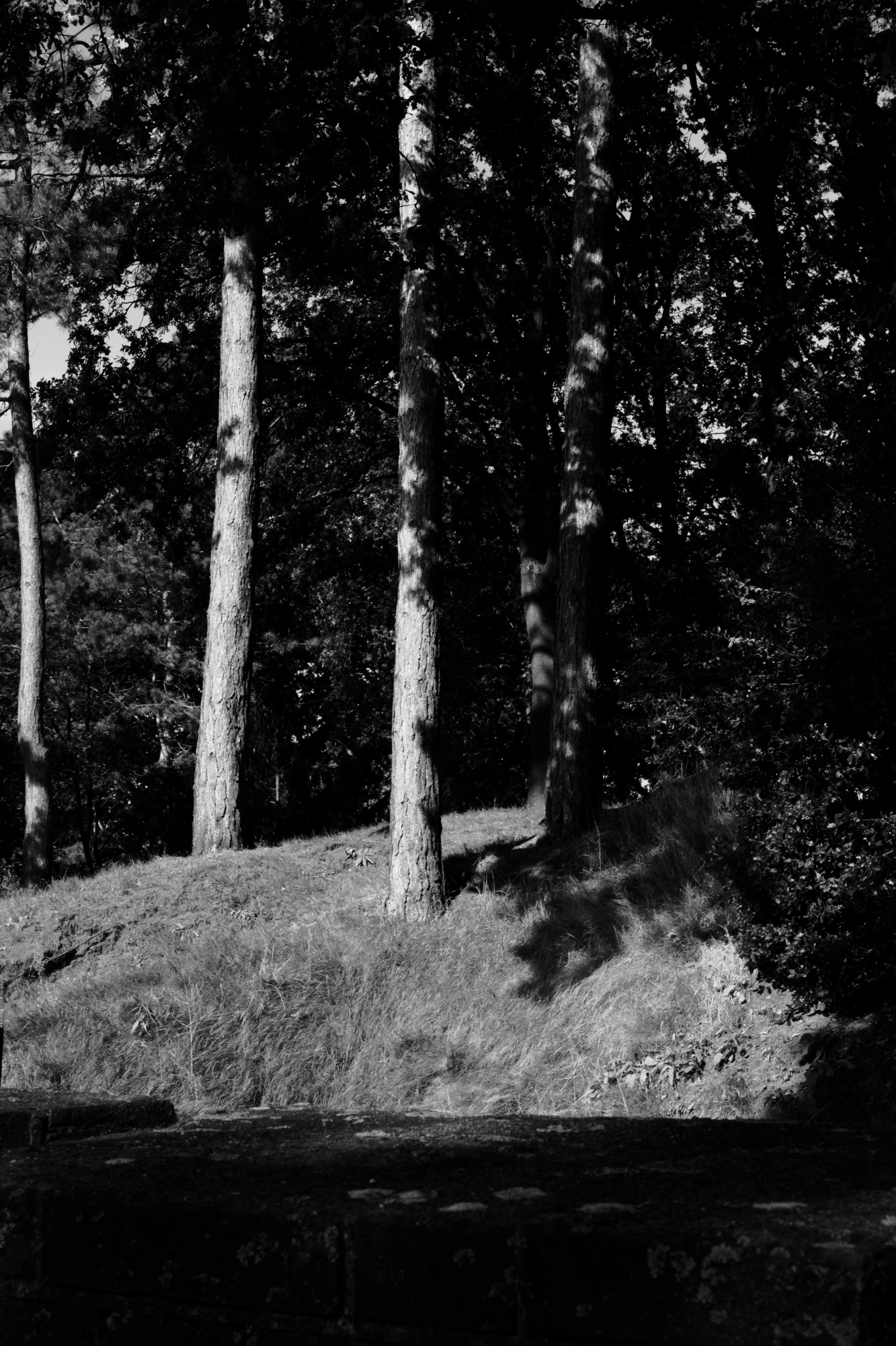2023-09-09 - xt35 - bw - NL - Trees in the sun