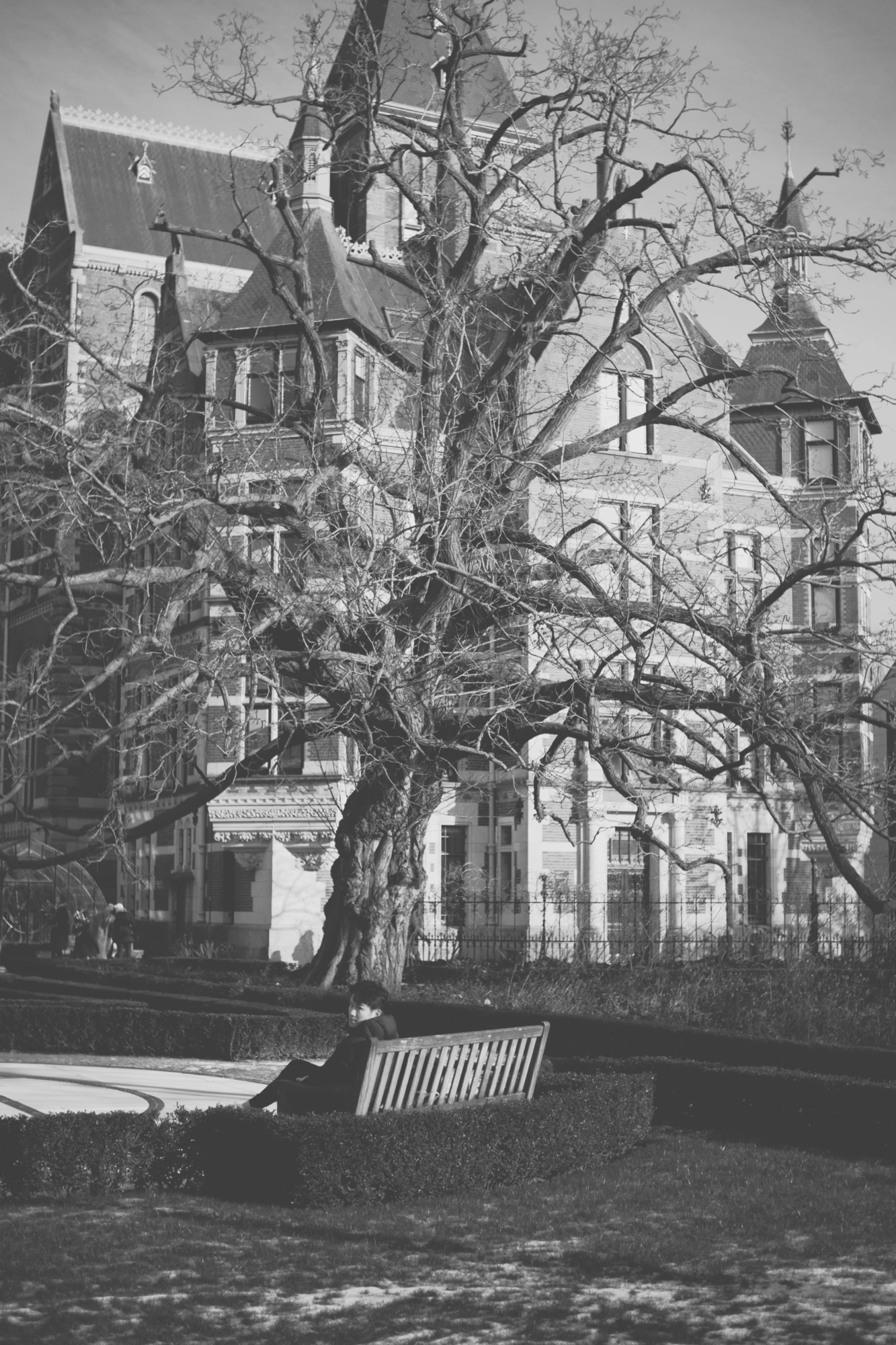 2024-01-21 - xt35 - bw - NL - Amsterdam - Bare tree with person sitting in front