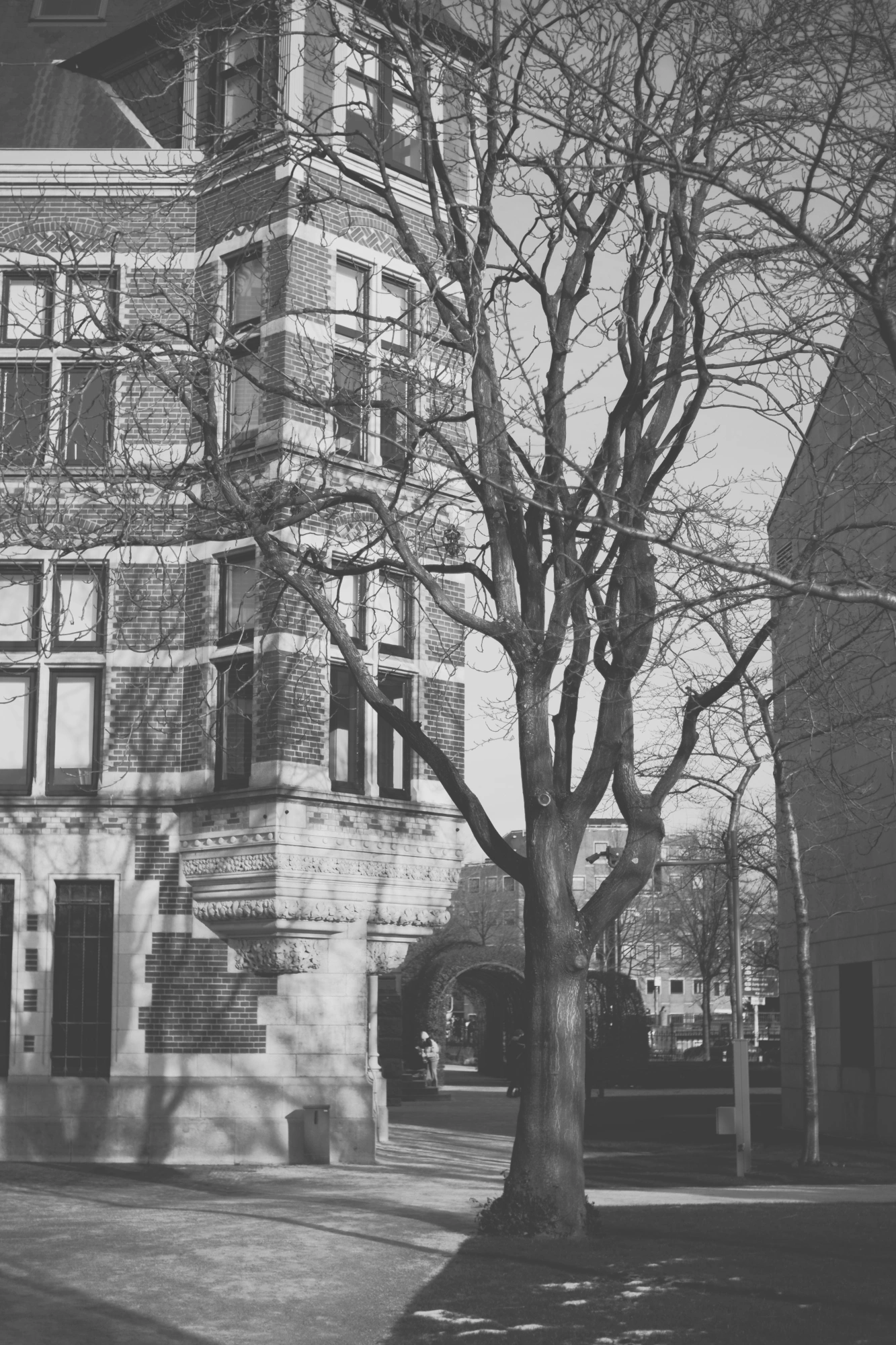 2024-01-21 - xt35 - bw - NL - Amsterdam - Bare tree