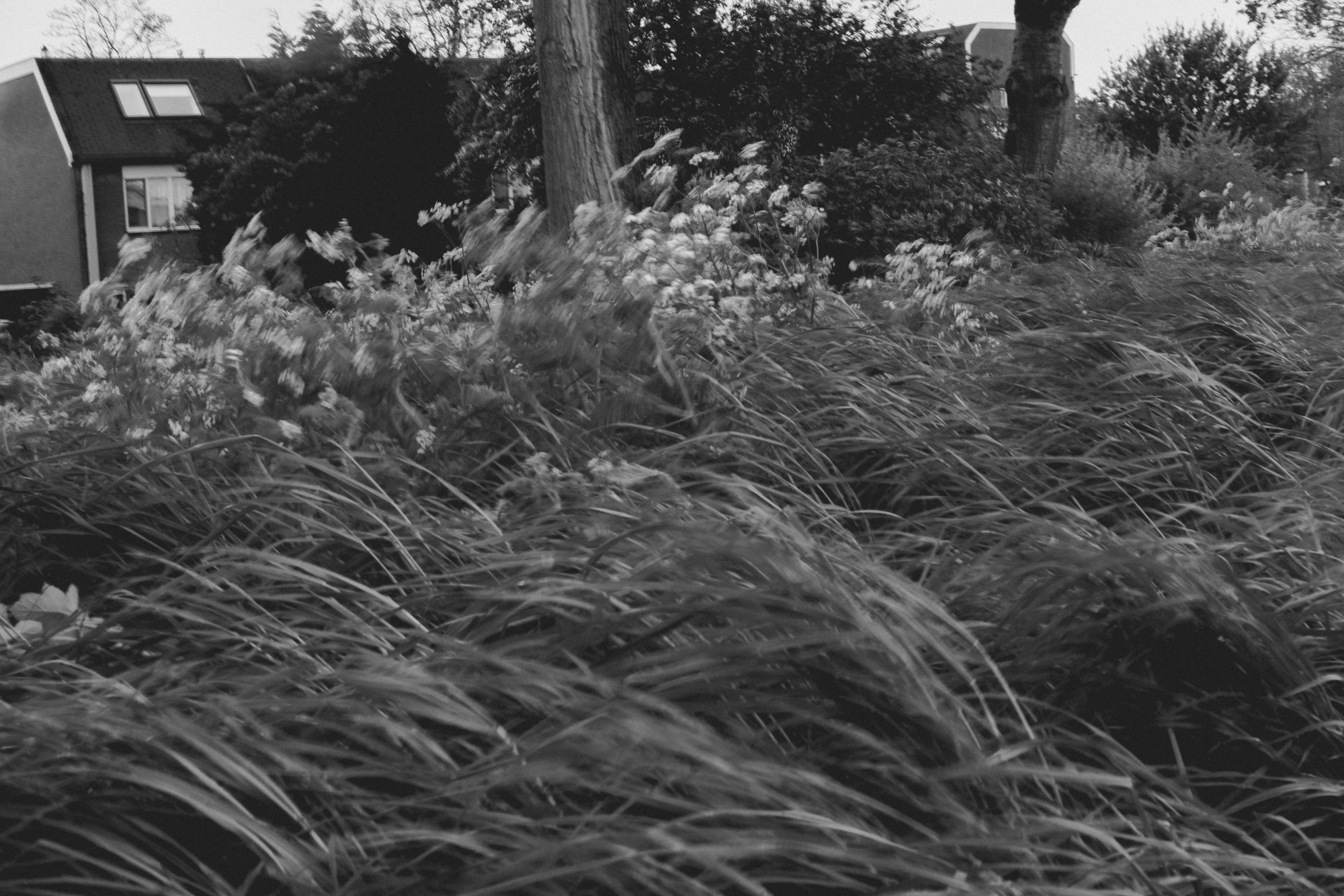2024-04-19 - xt35 - bw - NL - Plants blowing in the storm