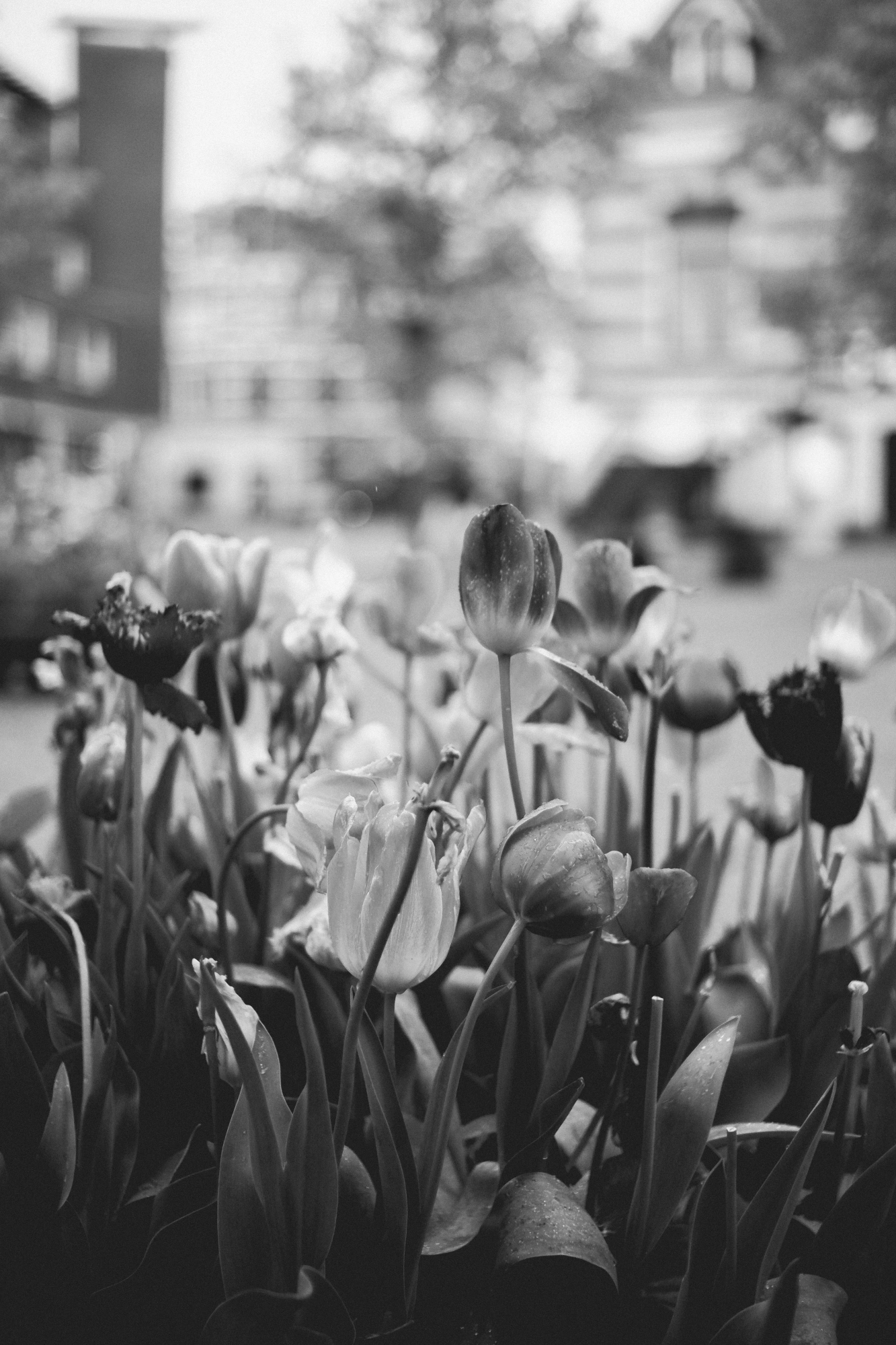 2024-04-25 - xt35 - bw - NL - Tulips