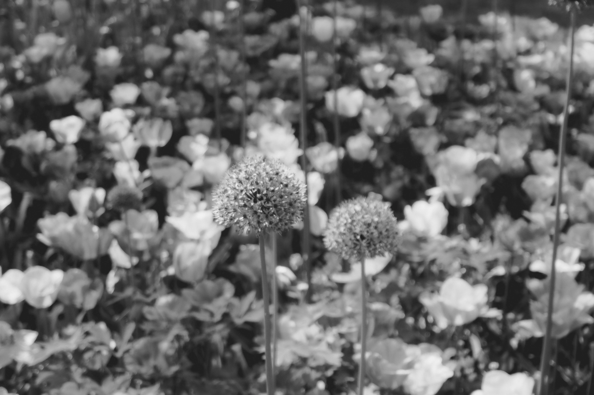 2024-05-26 - xt35 - bw - NL - Ball shaped flowers