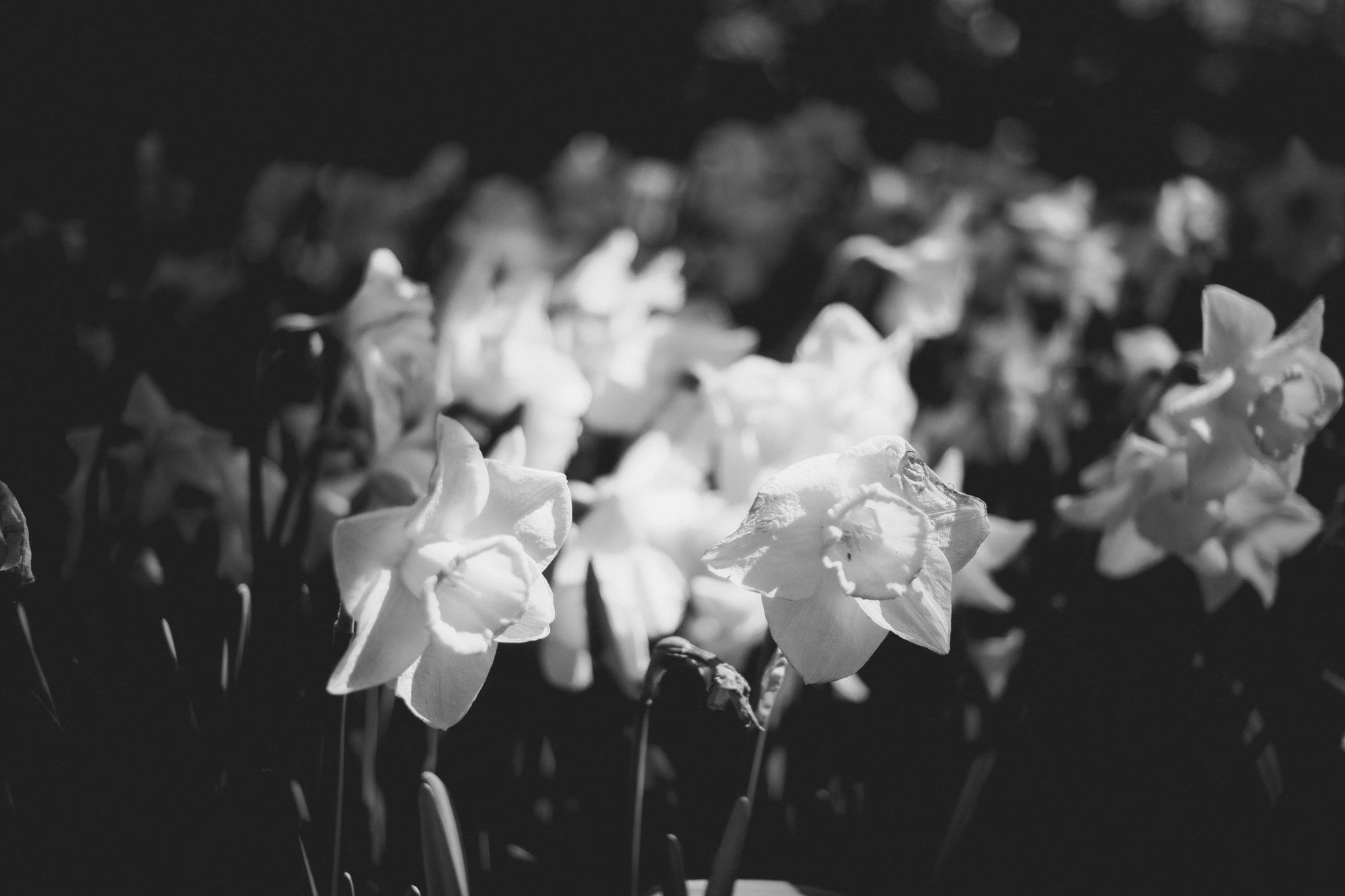 2024-05-26 - xt35 - bw - NL - Closeup of flowers