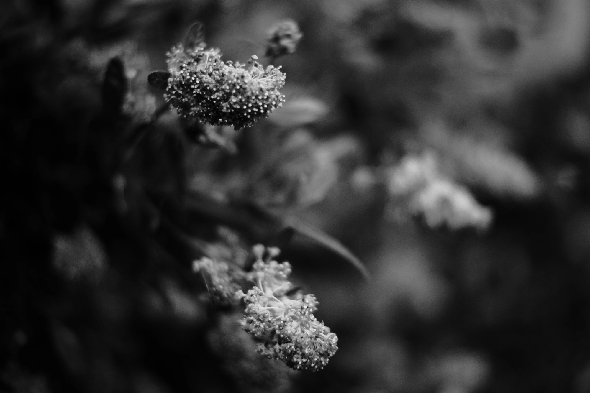 2024-05-26 - xt35 - bw - NL - Closeup of plant