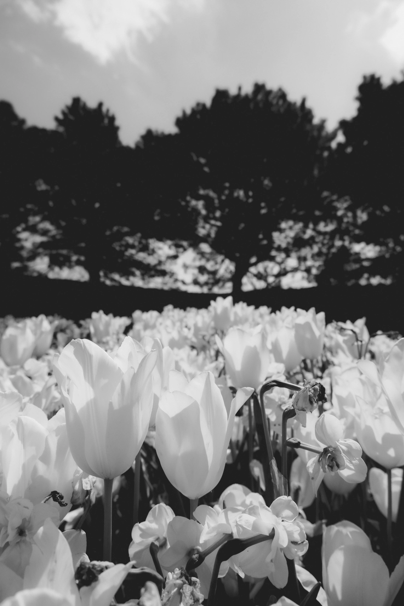 2024-05-26 - xt35 - bw - NL - Closeup of tulips