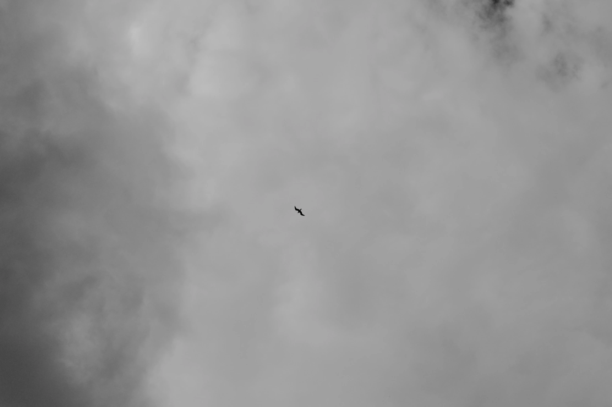 2024-06-17 - xt35 - bw - NL - Bird in the sky