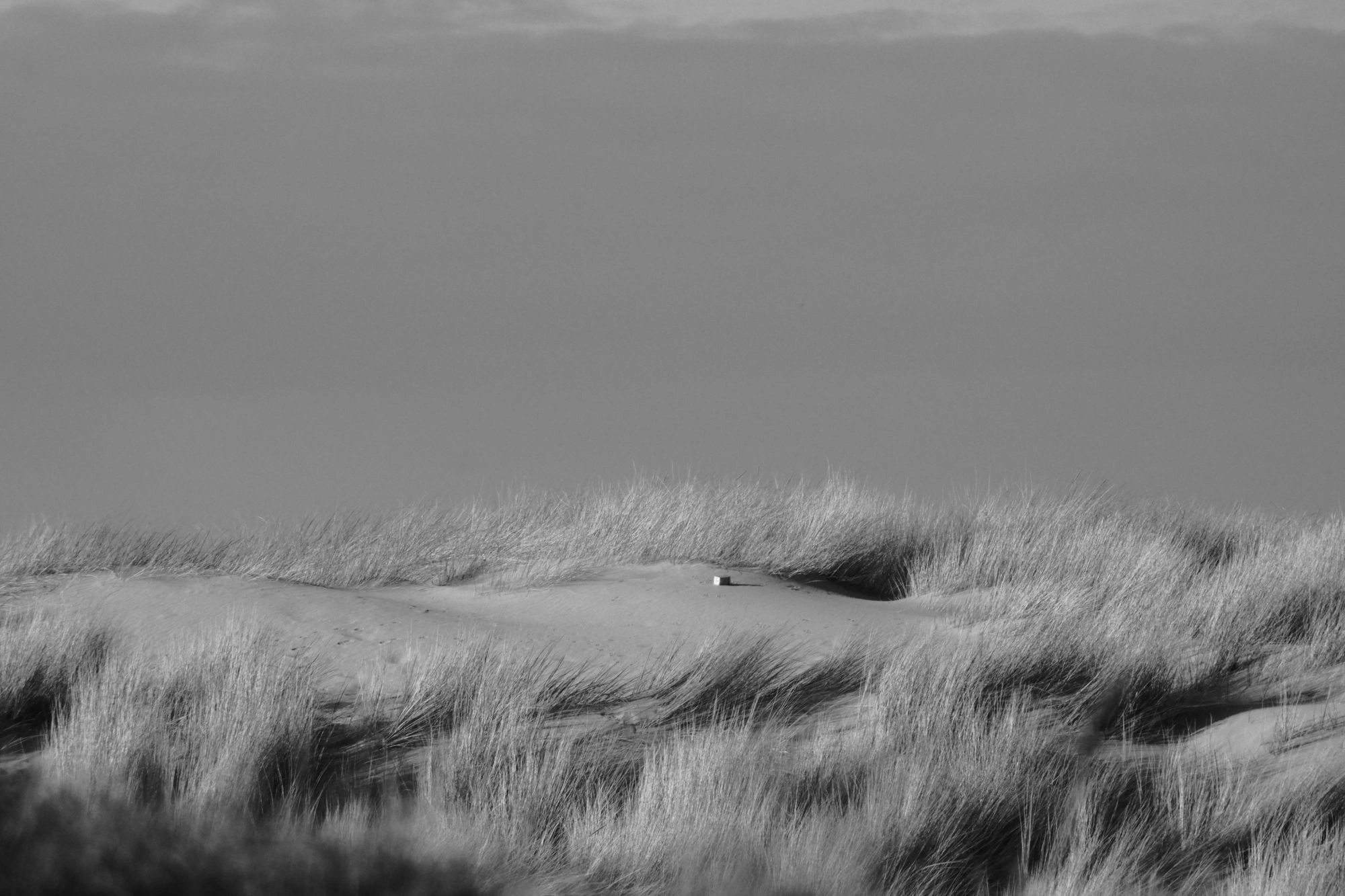 2026-02-08 - xt35 - bw - NL - Den Haag - Grass on dunes in distance