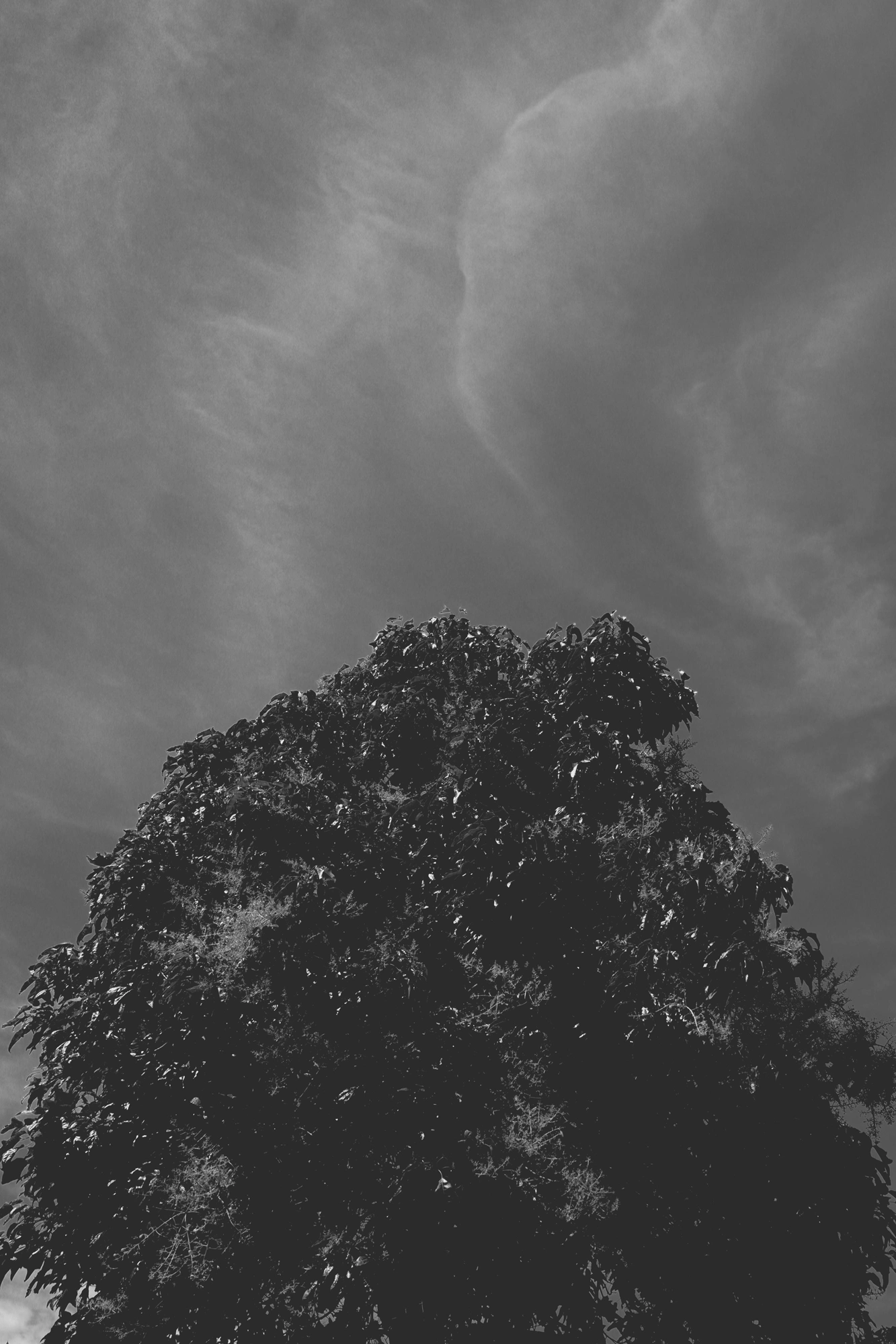 2021-11-07 - xt15-45 - bw - ZA - Emmerentia, Johannesburg - Tree with fading clouds