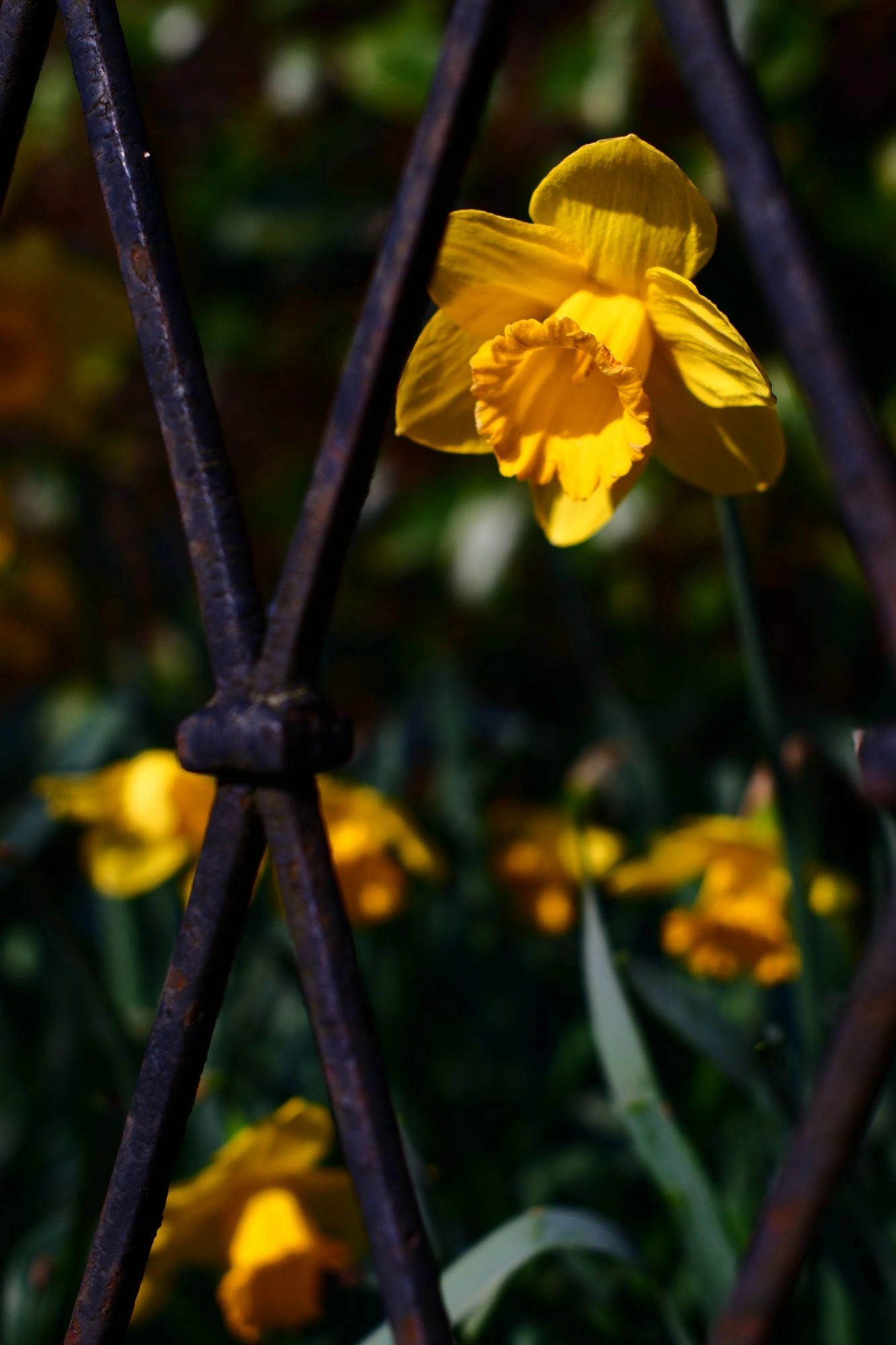 2026-03-15 - Yelow flower sticking through fence.J