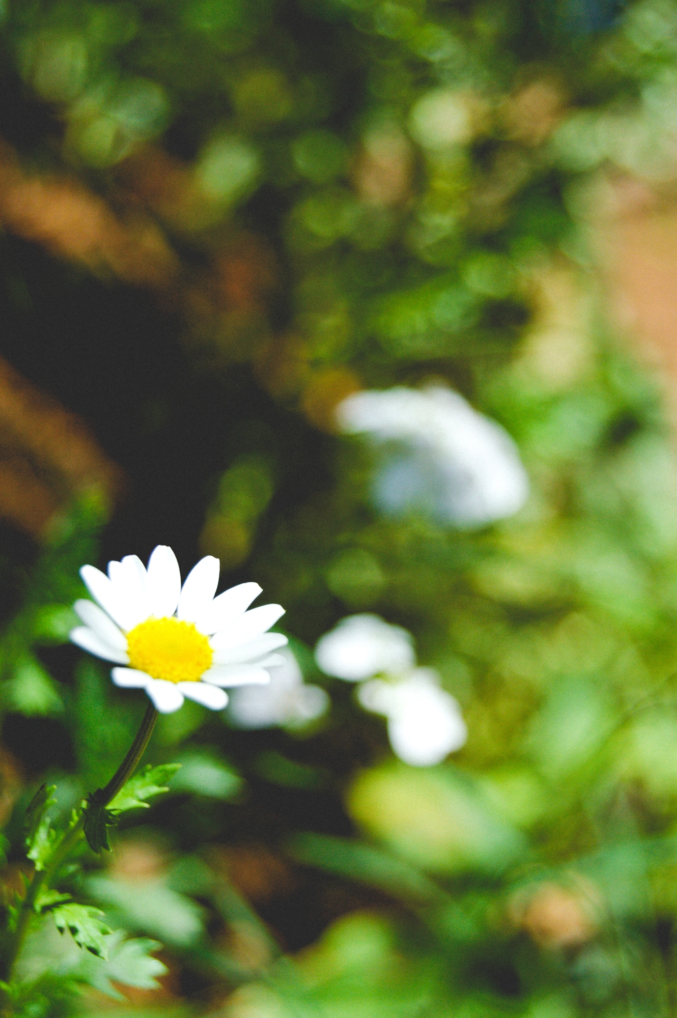 2021-02-13 - Daisy.j