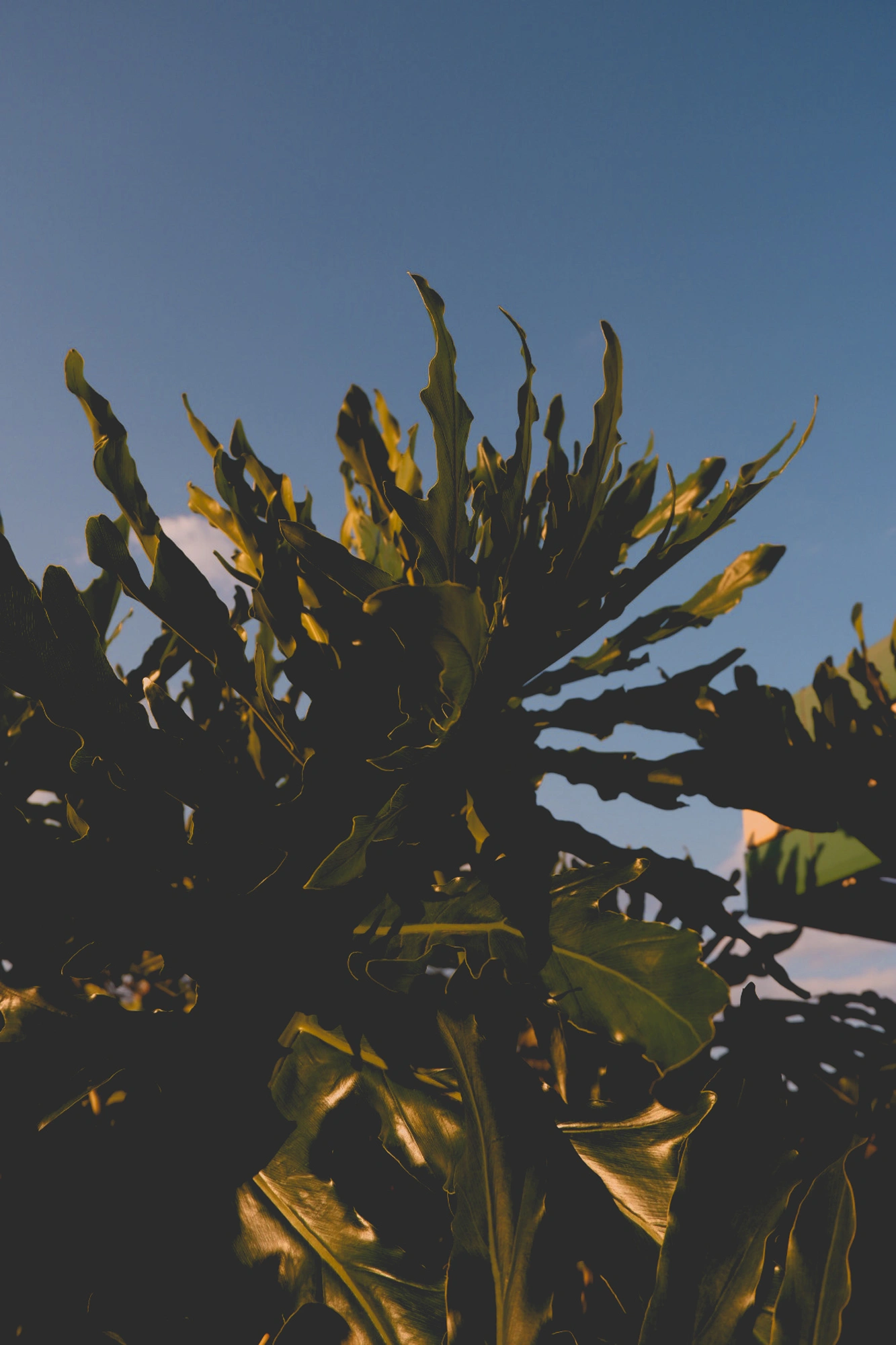 2021-10-29 - Monstera leaves.j