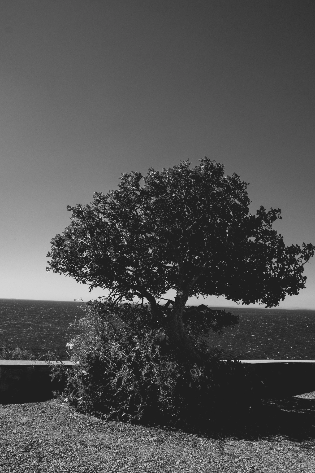 2022-02-13 - Cape Town - Tree with ocean in the background.j