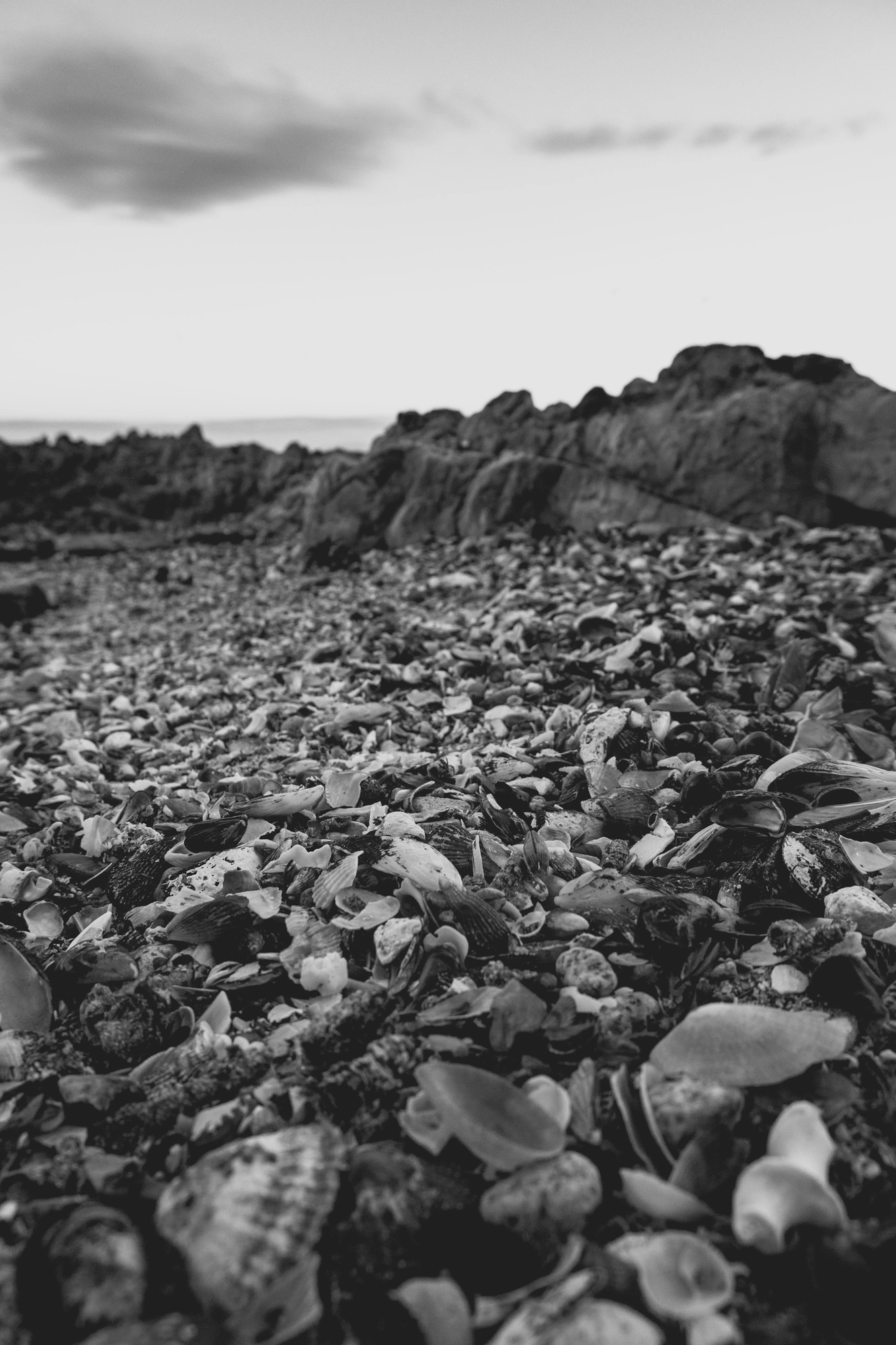2022-02-13 - Cape Town - shells with rocks behing them.j