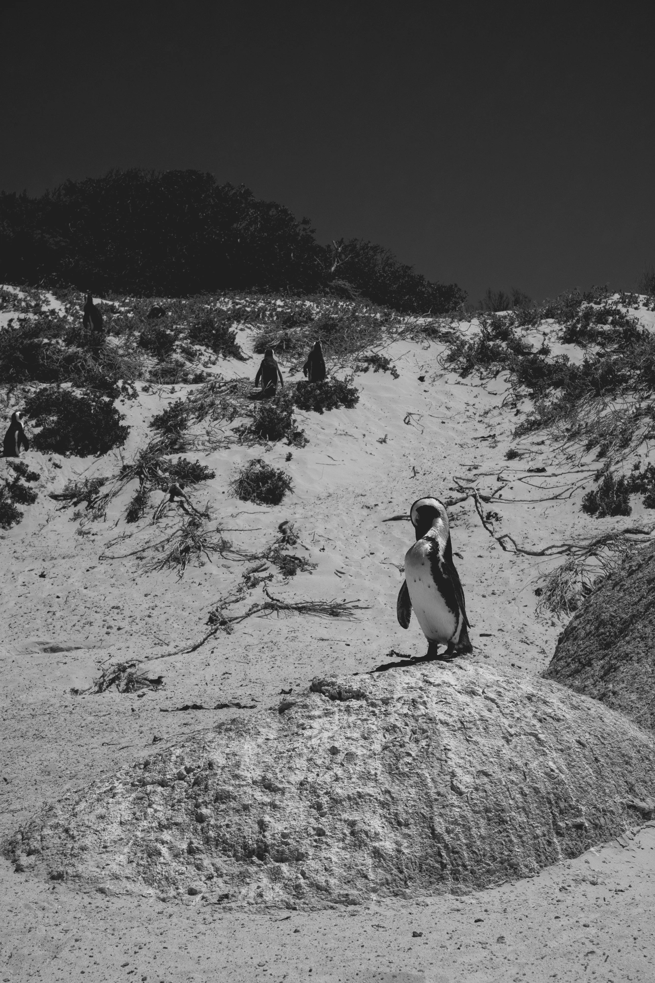 2022-02-14 - Cape Town - Penguin standing on rock on beach.j