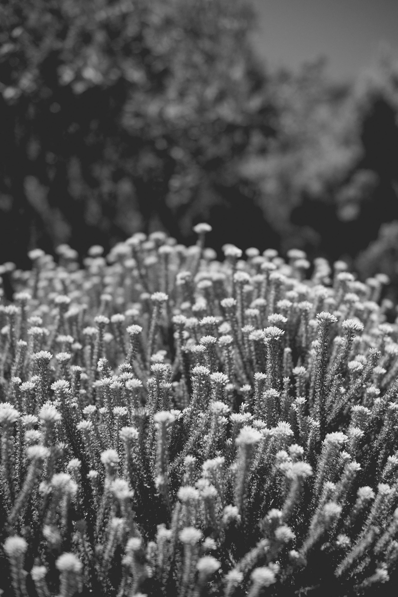 2022-02-16 - Cape Town - Plants.j