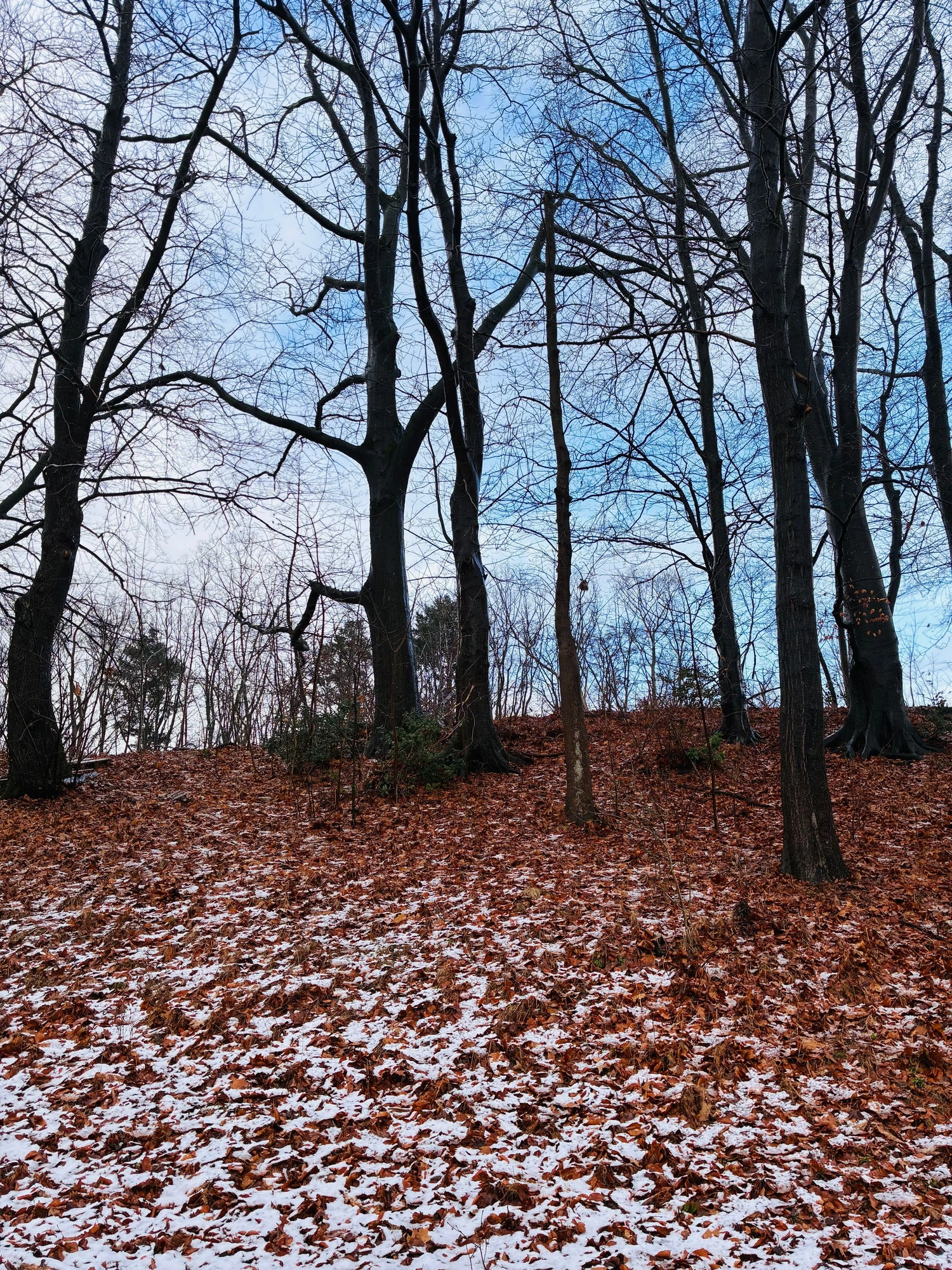 Bare forest with red leaves scattered all over ground.j