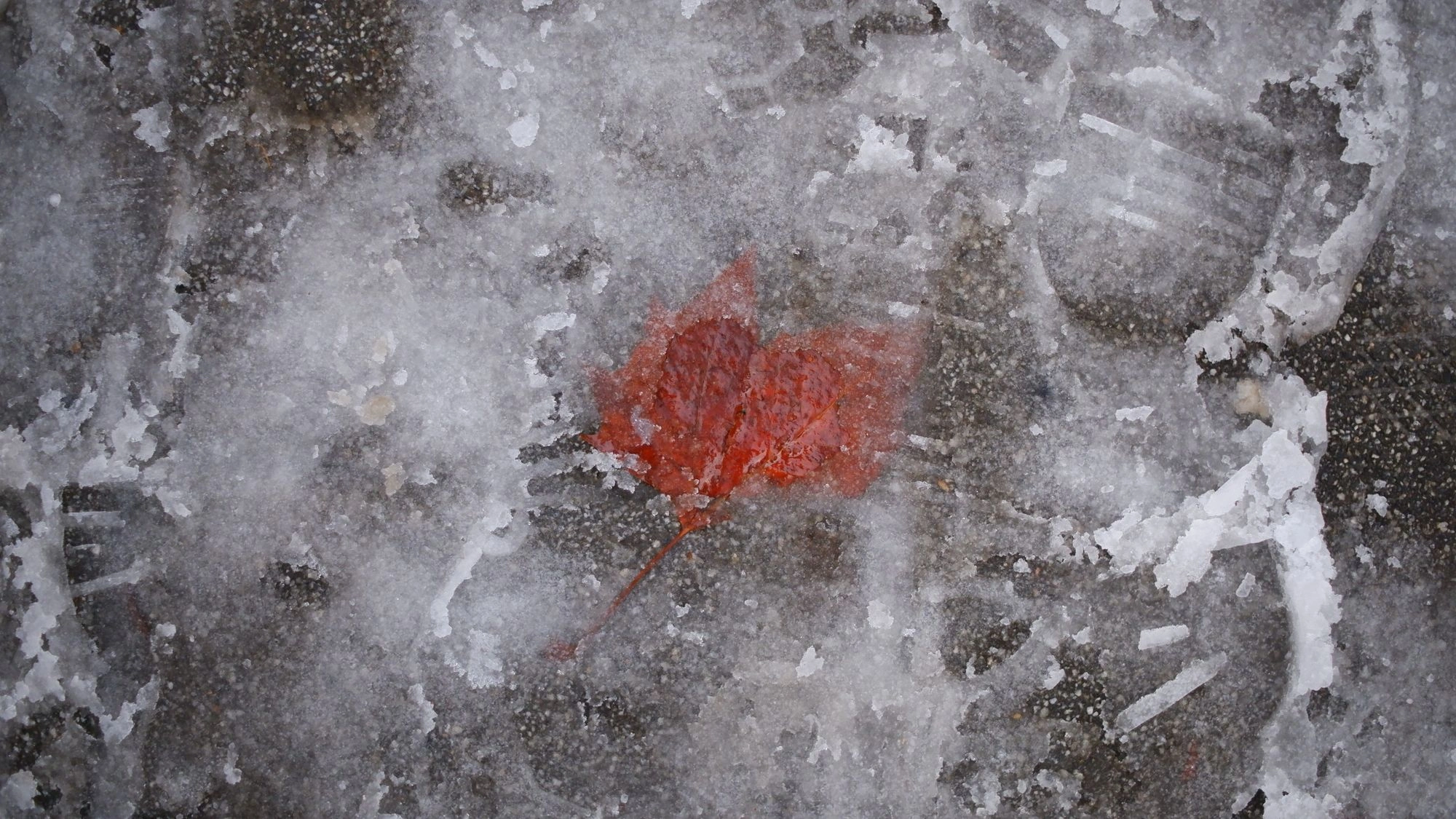 Leaf frozen on the ground behind a sheet of ice.J