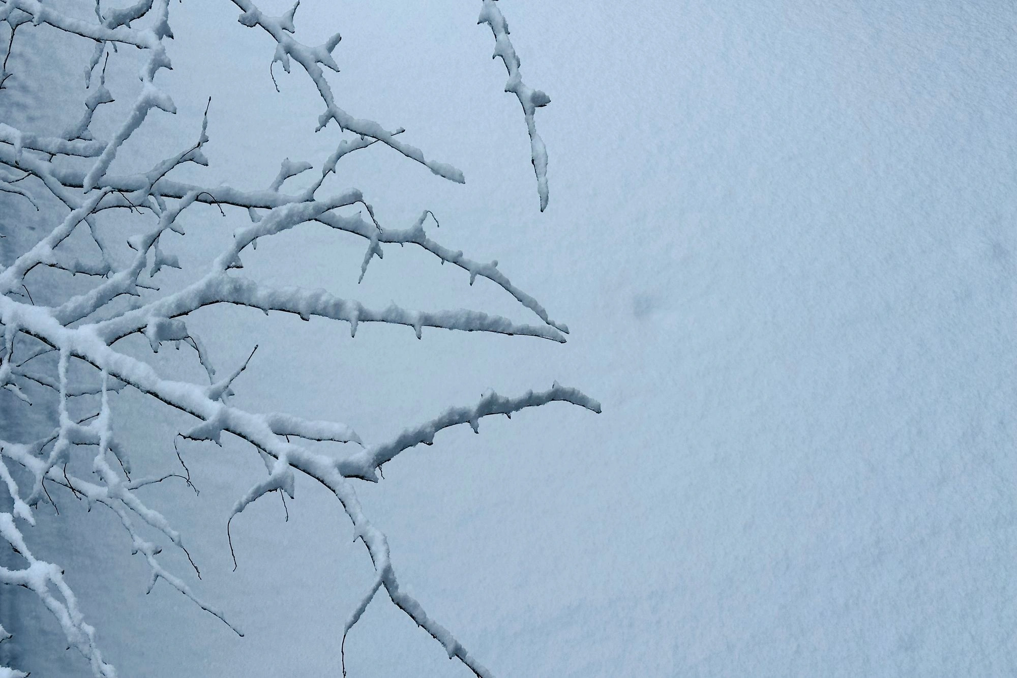 Snow covered tree branches.j