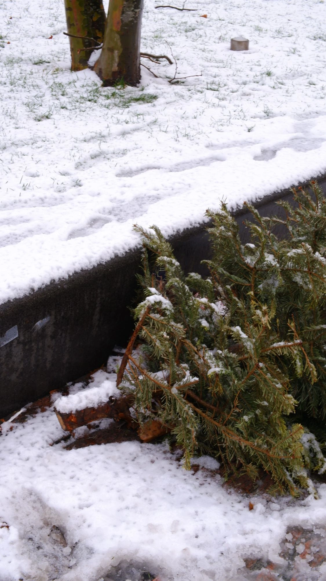 Some plants in the snow.J